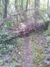 20250816_Grail Tree1.jpg