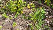 IMG_9542.jpeg