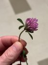 IMG_5040.jpeg