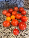 IMG_3526.jpeg
