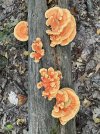 SSP orange lettuce.jpg