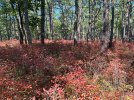 IMG_0178.jpeg
