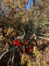 IMG_5416.jpeg