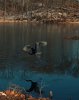 BLUE HERON ECHO BDU IMG_20170212_145514.jpg