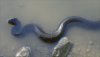 snake44.jpg