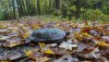 turtle woods05.jpg