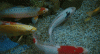 4840F5C7-A5F0-48F7-B2DF-6A3D6FDACC99.gif