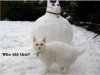 snowCat.JPG