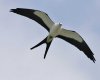 Swallow-tailed_Kite_s52-12-235_l-300x240.jpg