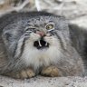 dumapuma