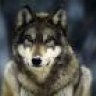 Alpha Wolf