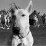 Dogboywonder